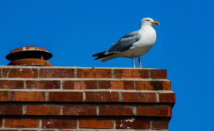 preventing animals in your chimney by installing a chimney cap in Los Angeles, CA